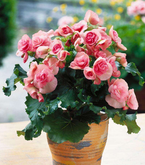 ֲLˮWϲÔ[ֲ쿴қ_ɷ˛]