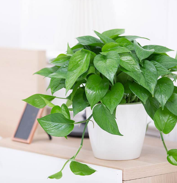 ֲLˮWϲÔ[ֲ쿴қ_ɷ˛]