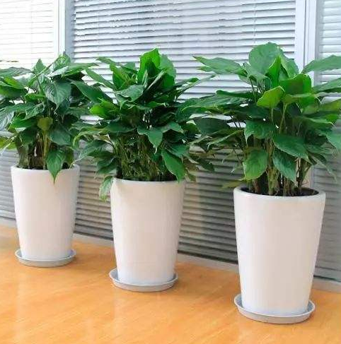 ֲLˮWϲÔ[ֲ쿴қ_ɷ˛]